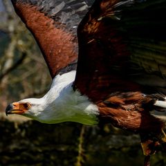 Die Tiere aus der Nähe während der Vorführung