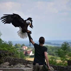 Die Arbeit des Falkners